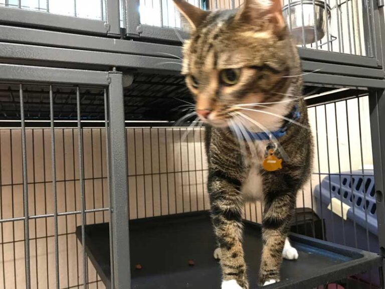 Cat Boarding Sunset, Six Mile, Anderson, SC Cat Resort